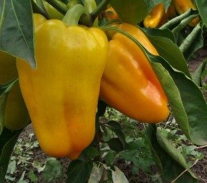 самые лучшие сорта перца для открытого грунта