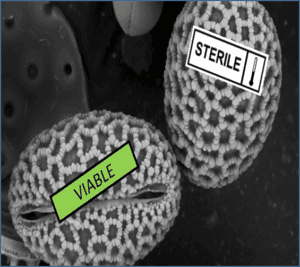 Pollen Viability Analysis with Amphasys