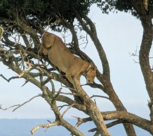 Best Winter Safari Tips
