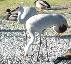 A Bird Sanctuary in the Desert Region