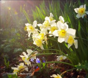 Read more about the article PLANNING BULBS FOR FALL PLANTING, NOW!