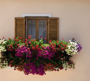 fiori agosto