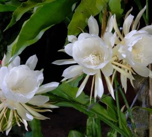 Epiphyllum oxypetalum
