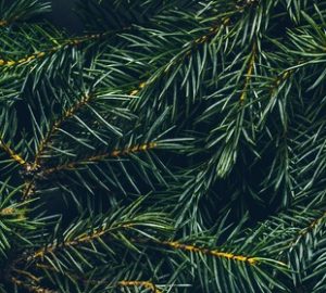 alberi perfetti per l'inverno, pino