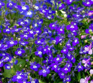 lobelia vari colori