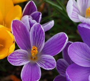 Coltivare il croco tra aiuole e vasi per fiori già a fine inverno: Primo piano di crocus viola e giallo vibranti in un…