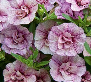 Calibrachoa-mahrovaya