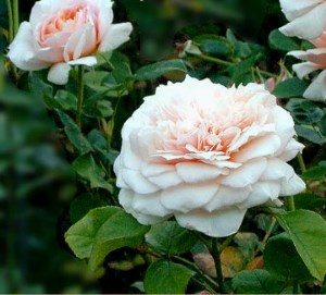 розы Остина фото сортов