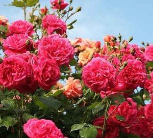 плетистые розы цветущие все лето сорта зимостойкие