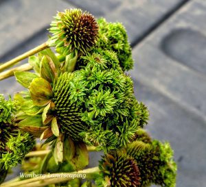 Read more about the article Aster Yellows