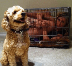 Crate training cockapoo clearance puppy