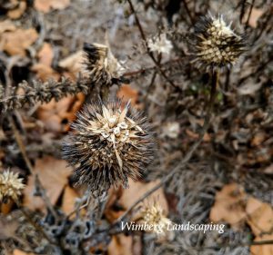 Read more about the article The Standing Winter Pollinator Garden
