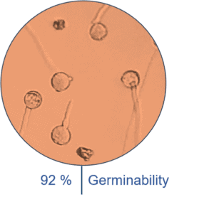 Picture of germinating tomato pollen under microscope