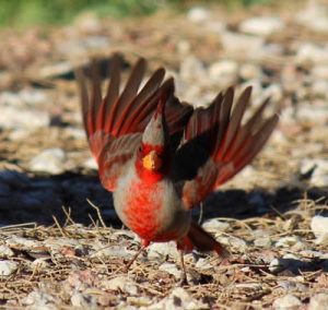 What Bird Lives in the Desert