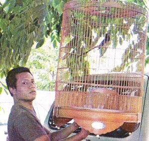 Batasi penjemuran burung di musim panas Batasi penjemuran burung di musim panas