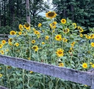 Can You Grow Flowers from Bird Seed