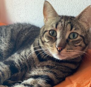 Gerettetes Tier im neuen Zuhause bei Pflege- oder Adoptivfamilie