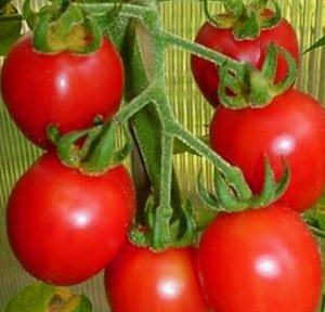 самые вкусные сорта помидоров отзывы 