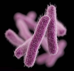 Разница между Актиномикозом и Актинобациллезом 2 Бактерии Actinobacillus spp