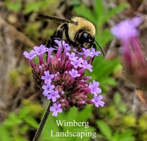 Read more about the article Gardening Resolutions