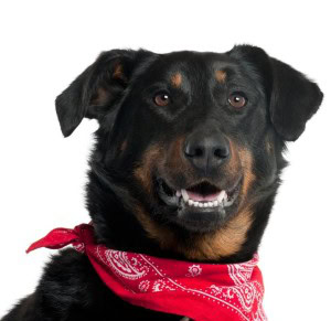 Beauceron