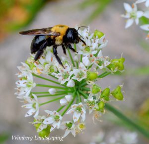 Read more about the article Creating a Pollinator Garden with Wimberg Landscaping