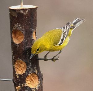 Best Feeder Placement to Attract Birds