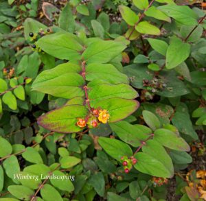 Read more about the article Shrubby St, John’s Wort