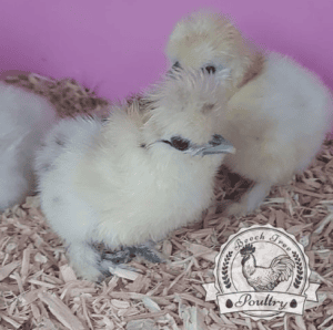 silkies hatching eggs uk