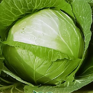 самый лучший сорт капусты белокочанной среднего созревания
