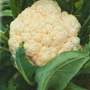 какие сорта цветной капусты для Сибири самые лучшие