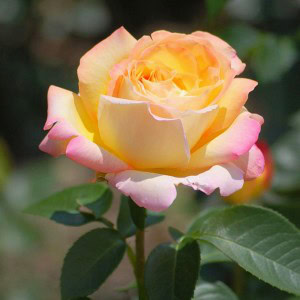 новые сорта роз чайно-гибридных