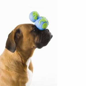 Dog Sweepstakes