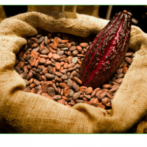 Single-Origin 100% Hawaiian Cocoa Bean (Per Pound)