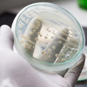 Amphasys Yeast Cell Viability