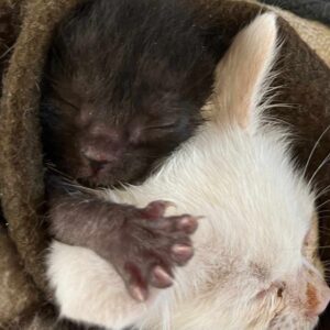 Feed an Orphaned Bottle Baby