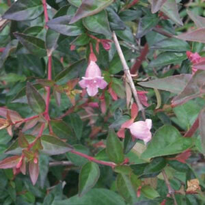 Abelia 'Edward Goucher'