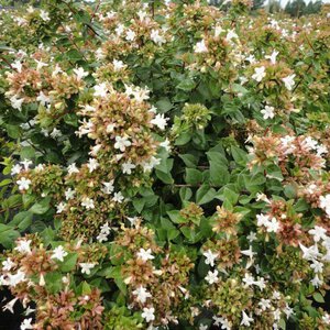 Abelia 'Rose Creek'