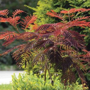 Mimosa 'Summer Chocolate'