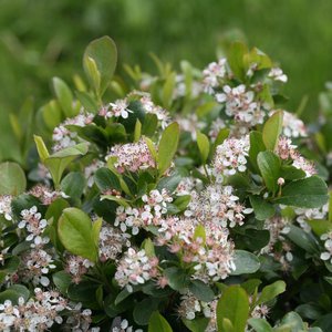 Aronia 'Low Scape Mound'® Proven Winner™