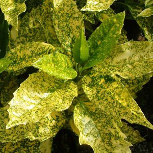 Aucuba 'Gold King'