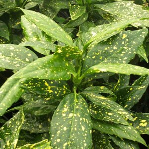 Aucuba 'Variegata'