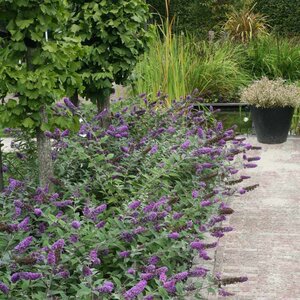 Butterfly Bush Lo & Behold® 'Blue Chip' Proven Winner™
