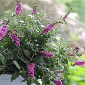 Butterfly Bush Lo & Behold® 'Pink Micro Chip' Proven Winner™