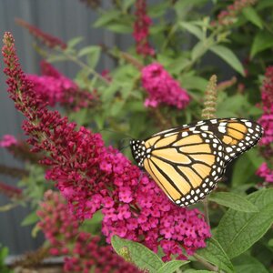 Butterfly Bush  'Miss Molly'®Proven Winner™