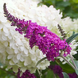 Butterfly Bush 'Miss Ruby'® Proven Winner™