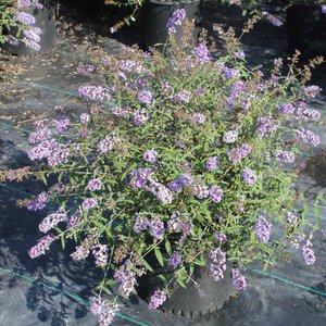 Butterfly Bush 'Nanho Blue'