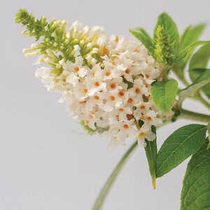 Butterfly Bush 'White Profusion'
