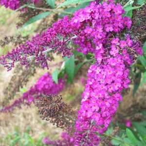 Butterfly Bush 'Royal Red'
