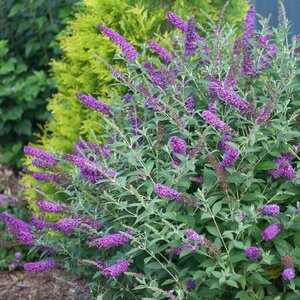 Butterfly Bush 'Miss Violet'®Proven Winner™